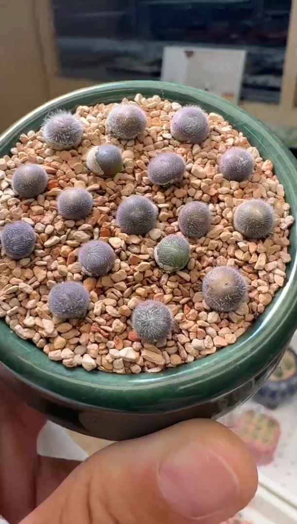 50多肉植物肉锥大型红花紫毛球一颗