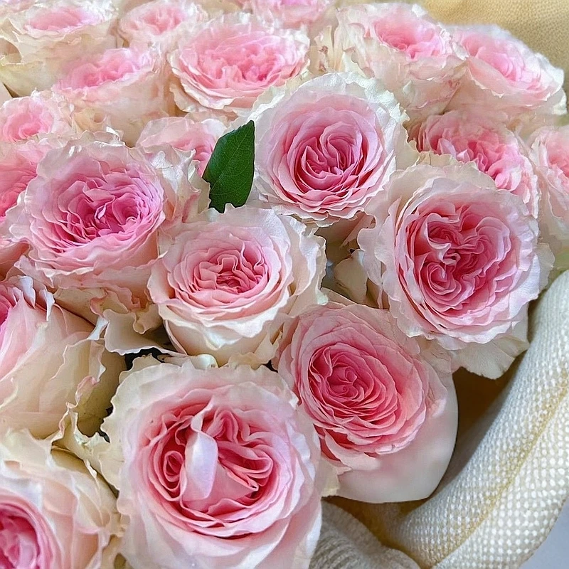 【【洛神】云南玫瑰花老桩大苗大花浓香月季盆栽地栽室内室外好养】