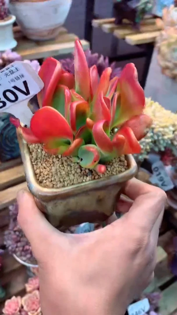 030V（一物一拍，精品多肉，w所见即所得 ）