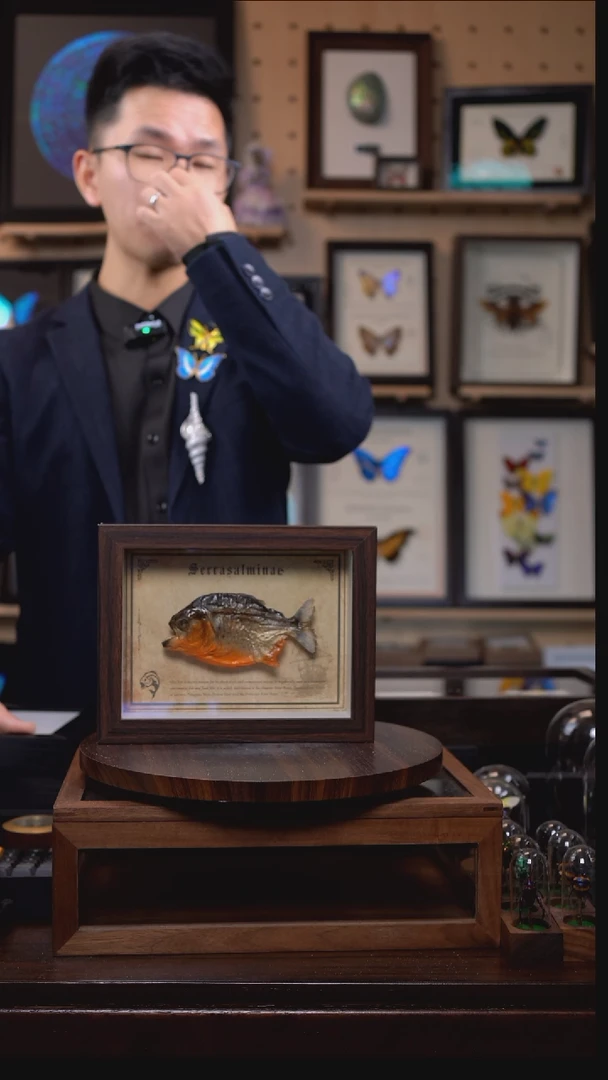 亚马逊小鱼干标本摆件