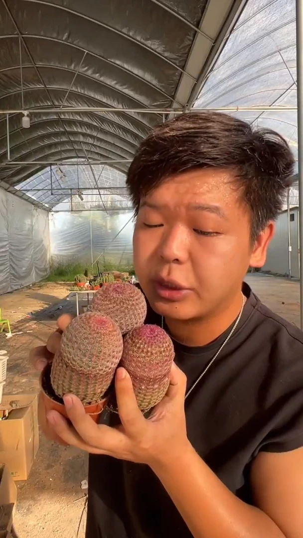 3颗 实生根 红太阳 高5-7cm