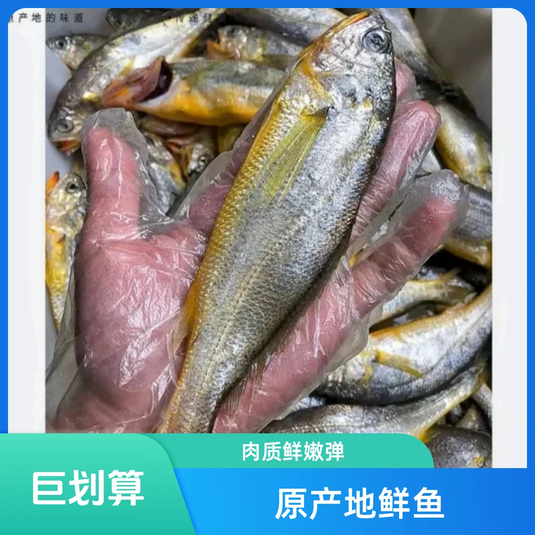 东海野生小黄鱼 左右净重4斤顺丰冷链发货黄花鱼海鲜