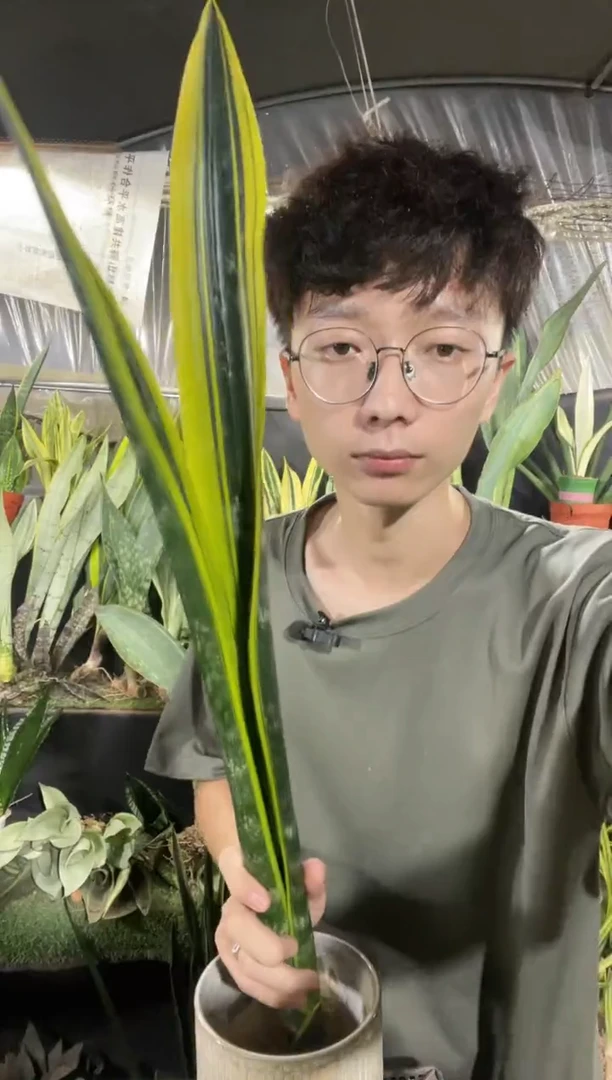 黄金虎皮兰裸根3棵28.8