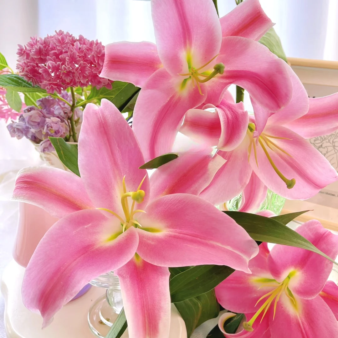 (普拉芬多)粉色大花型香水百合 东北鲜花原产 黑吉辽蒙 顺丰包邮