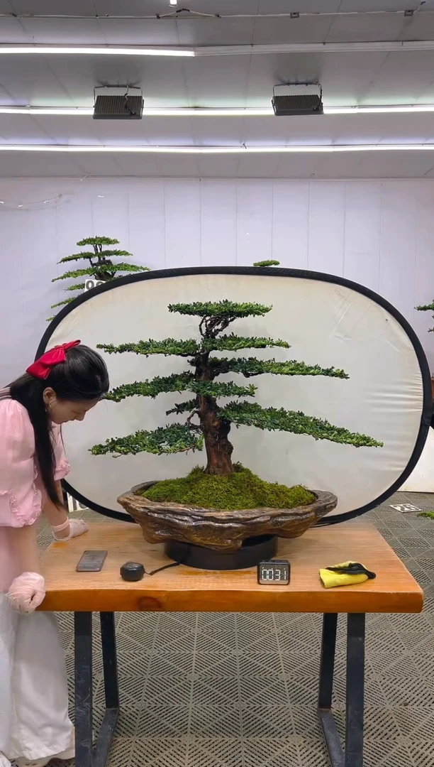 无花朵罗汉松盆景.....