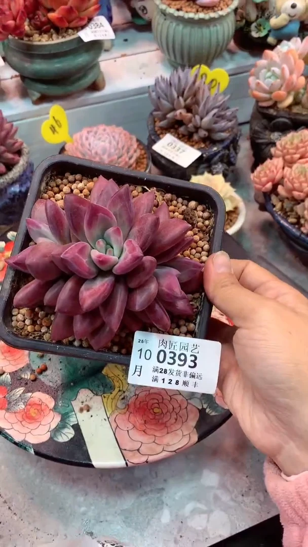 ?****?0393 模特区 赫非虞