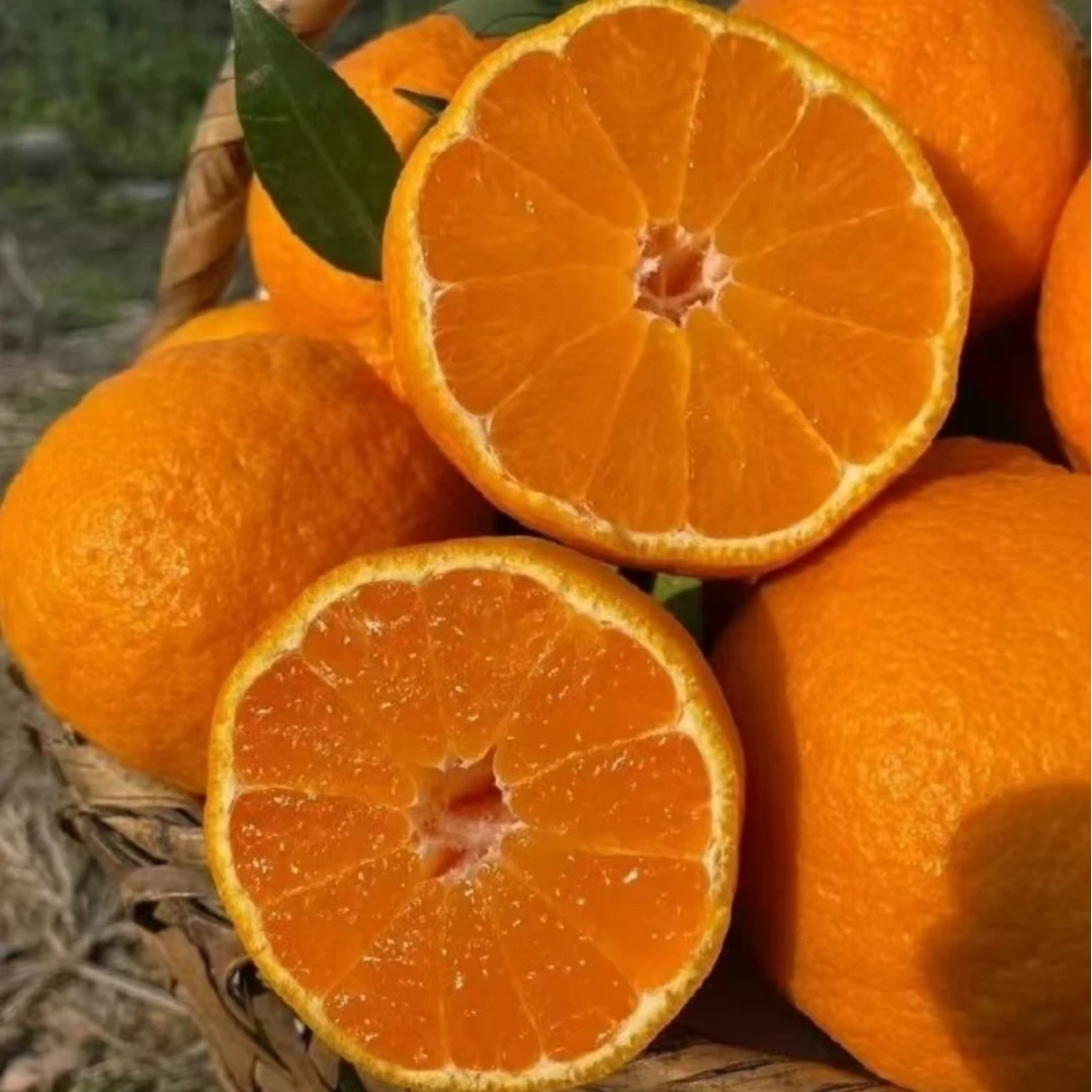 【4斤装】新鲜四川春见耙耙柑耙耙柑四川省万宁市