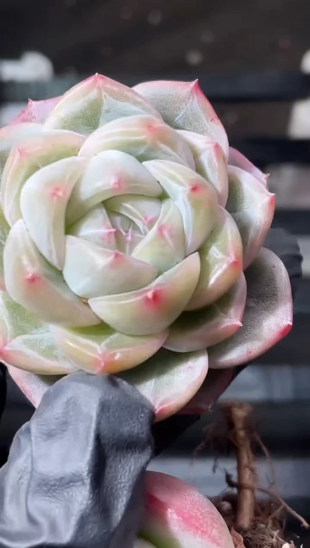 18-13冰灵爆珠3-4厘米量拍发一颗