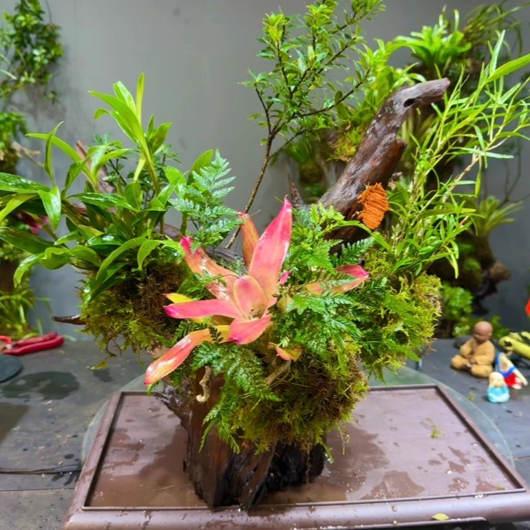 风化木造景绿植附石斛兰寄生植物  直播间链接