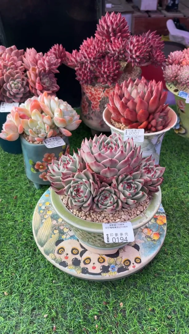昆明印象多肉0194