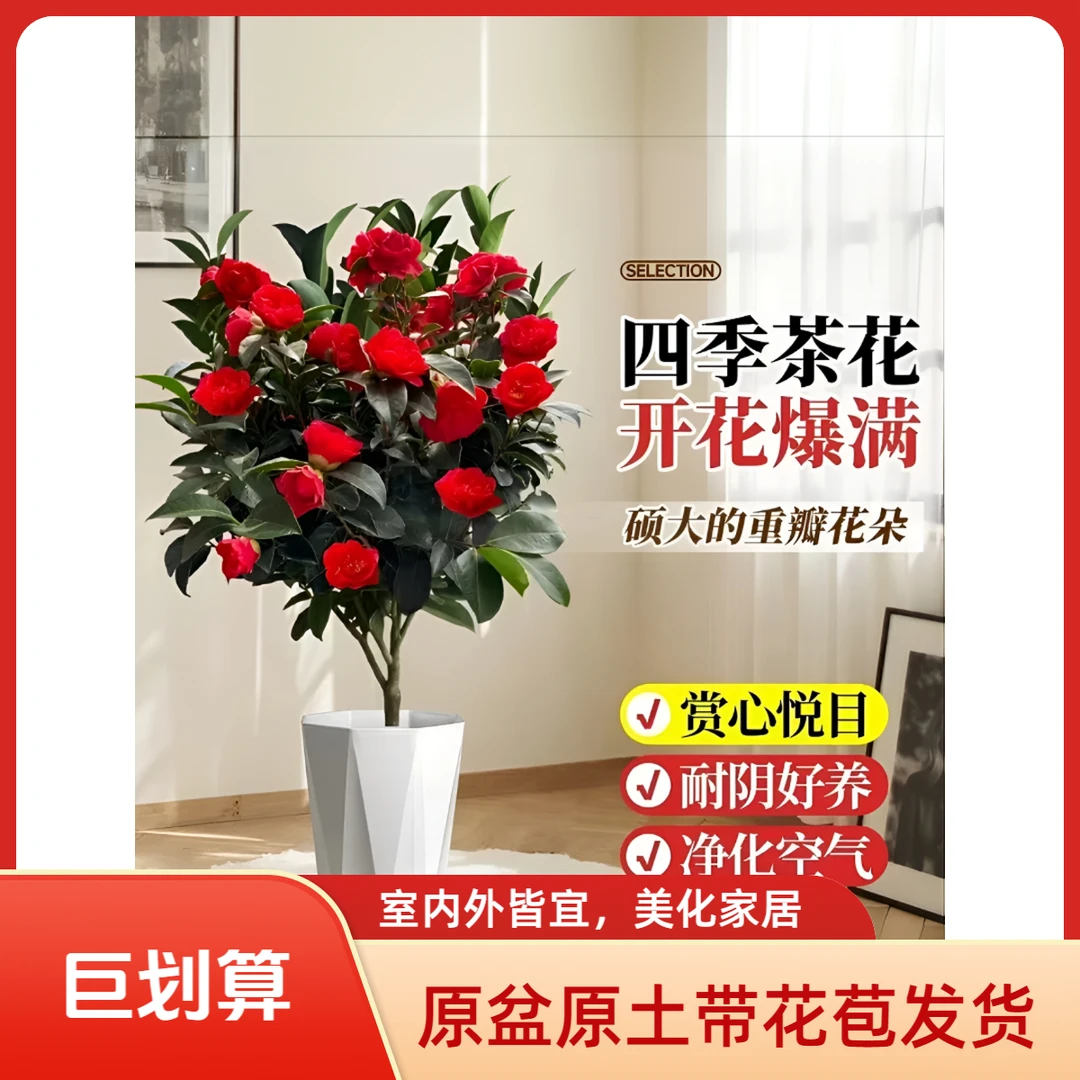 四季茶花树苗盆栽带花苞大红山茶花室内外庭院阳台花卉好养