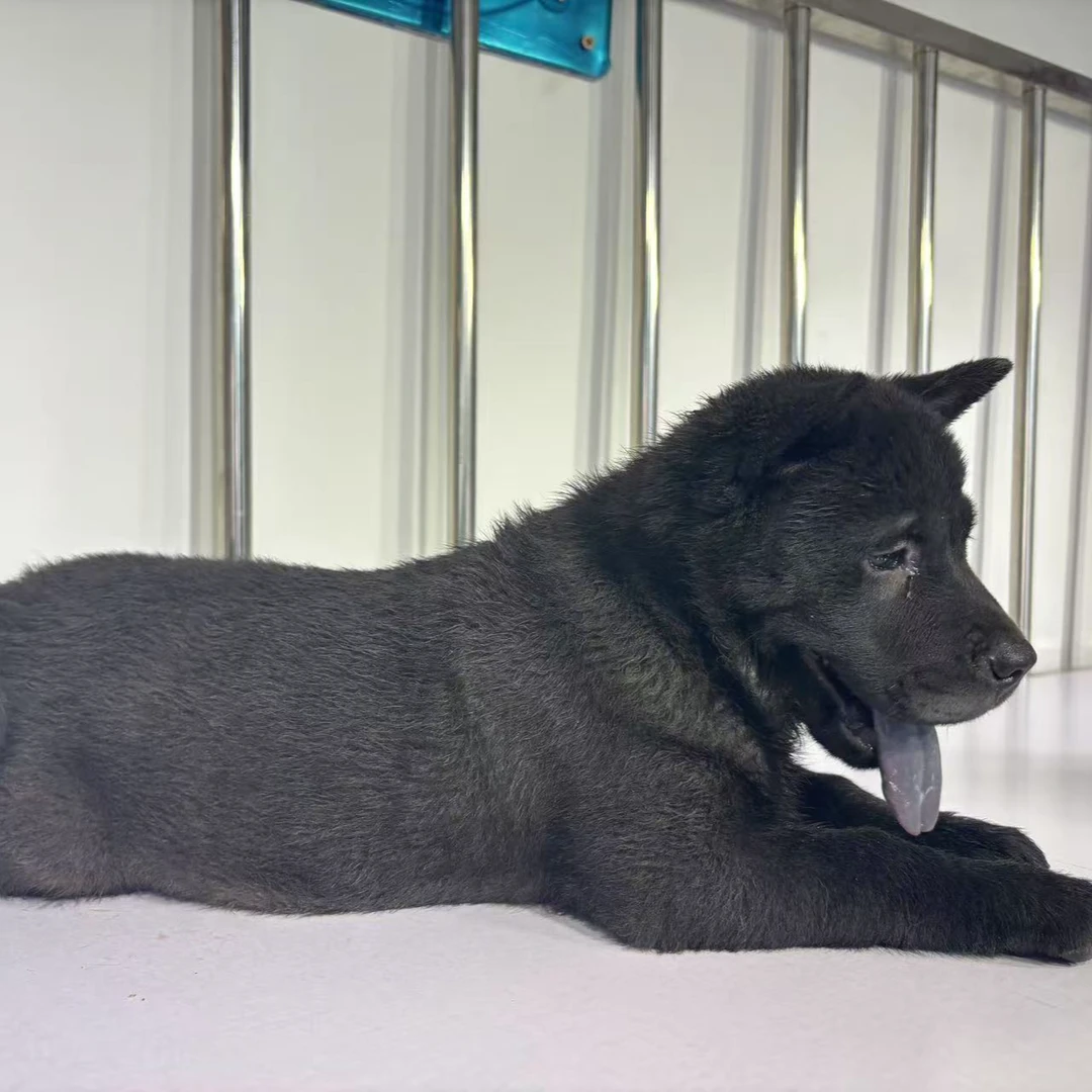 中华正宗五黑犬虎头猫耳金钱尾适合上山打猎看家护院