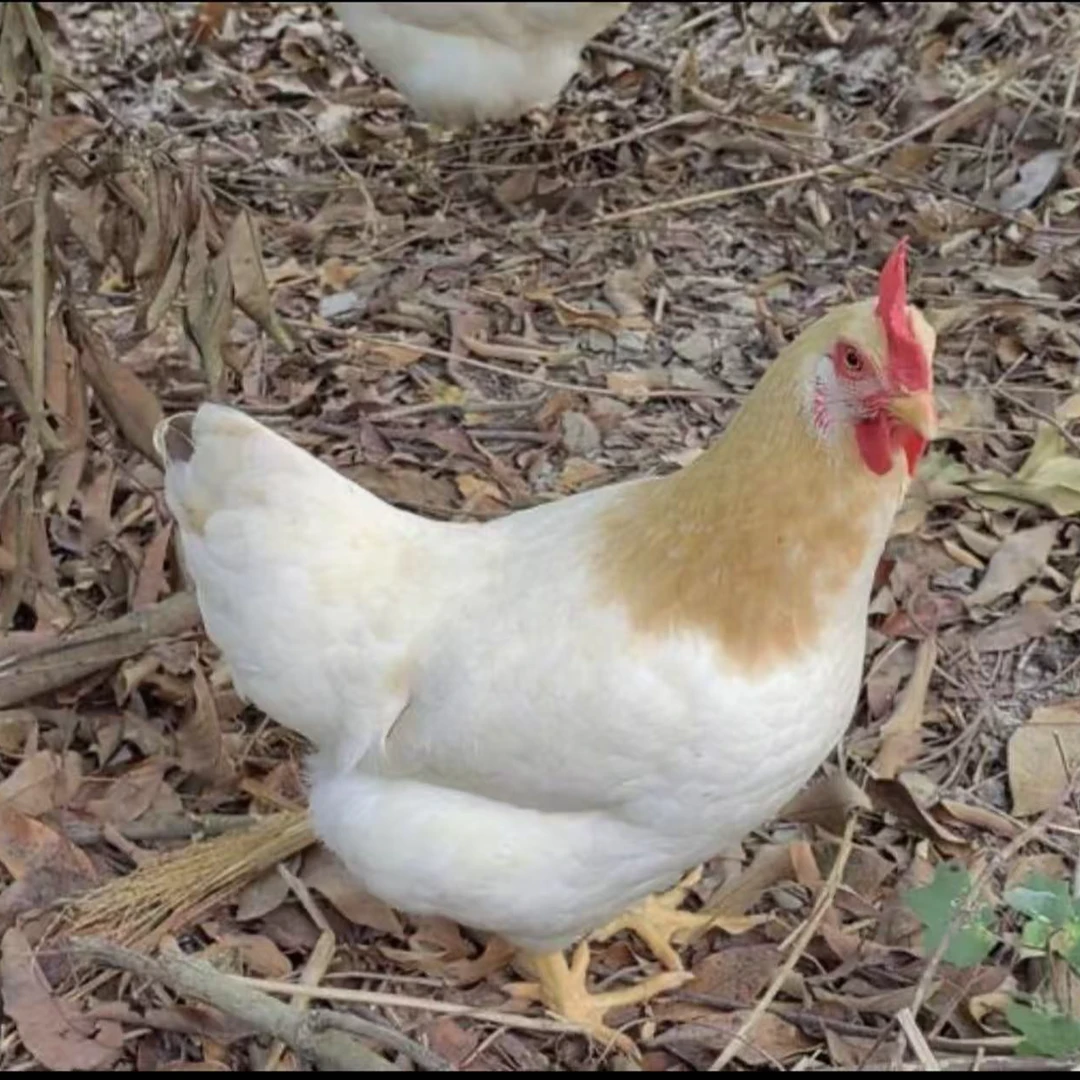 13只大个头古典鸡大个新鲜整只发货礼盒