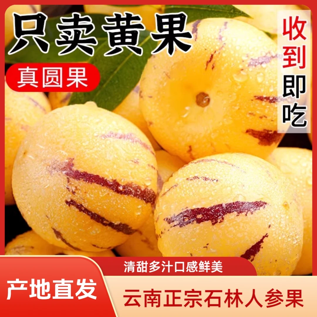 云南石林人参果树熟果现采现摘多汁水果 坏果包赔 彩箱发货