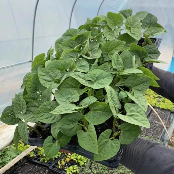 长豆角苗盆栽蔬菜苗豇豆苗秧苗带土绿植阳台庭院均可种植