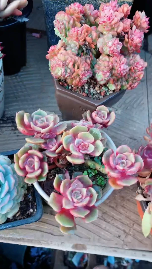 【闪购商品】21163