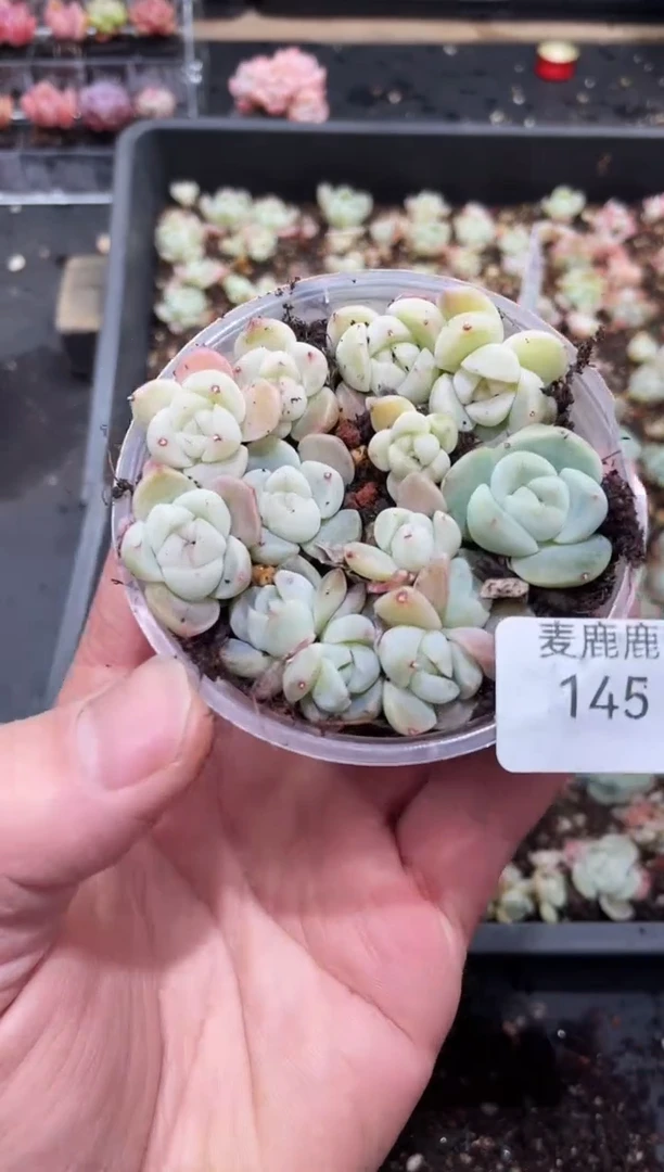 145白泽        量拍