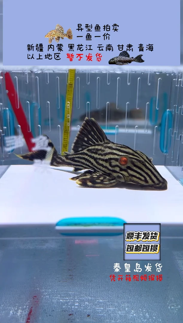 清道夫9+不包入缸损24