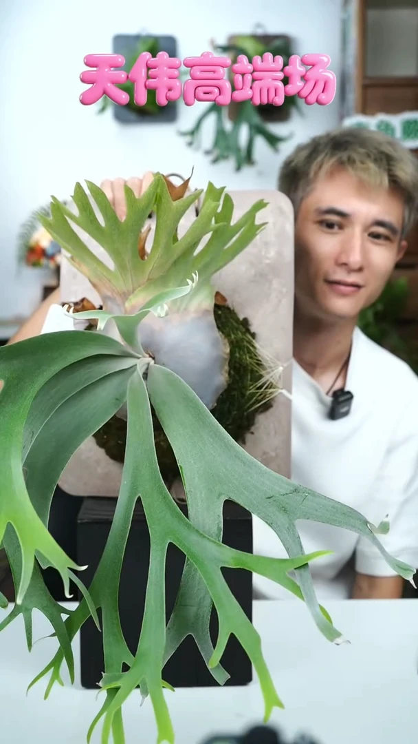不开花植物A653-侏儒银爪*暹罗爪哇