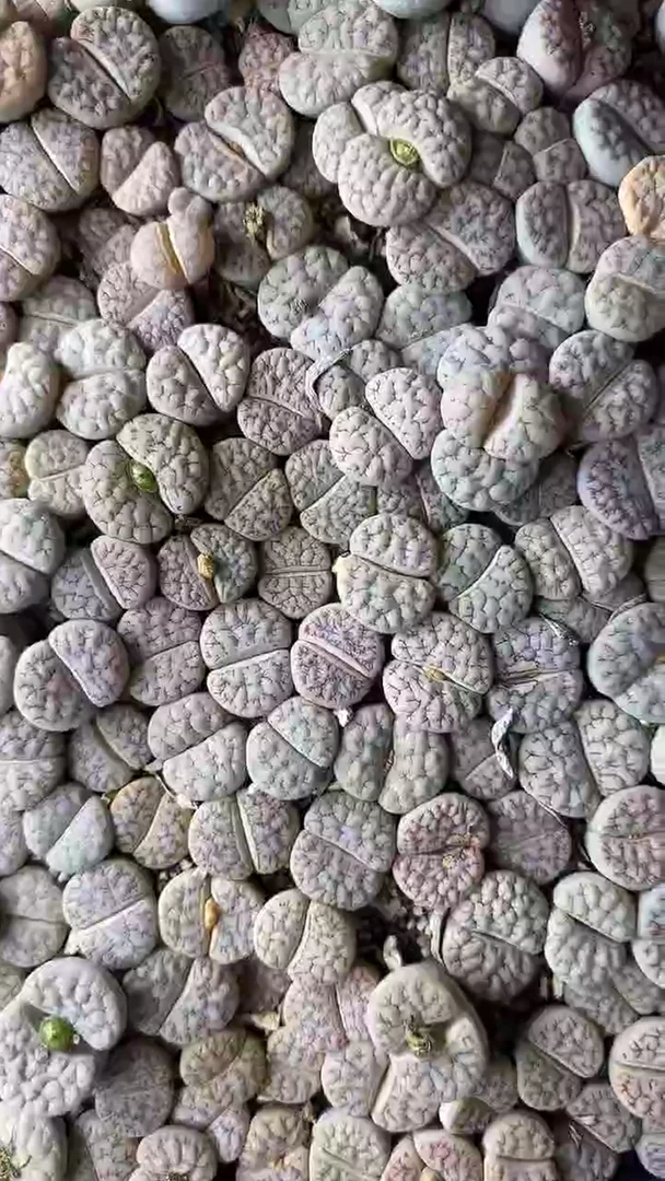 【天津专场】79多肉植物肉锥一颗