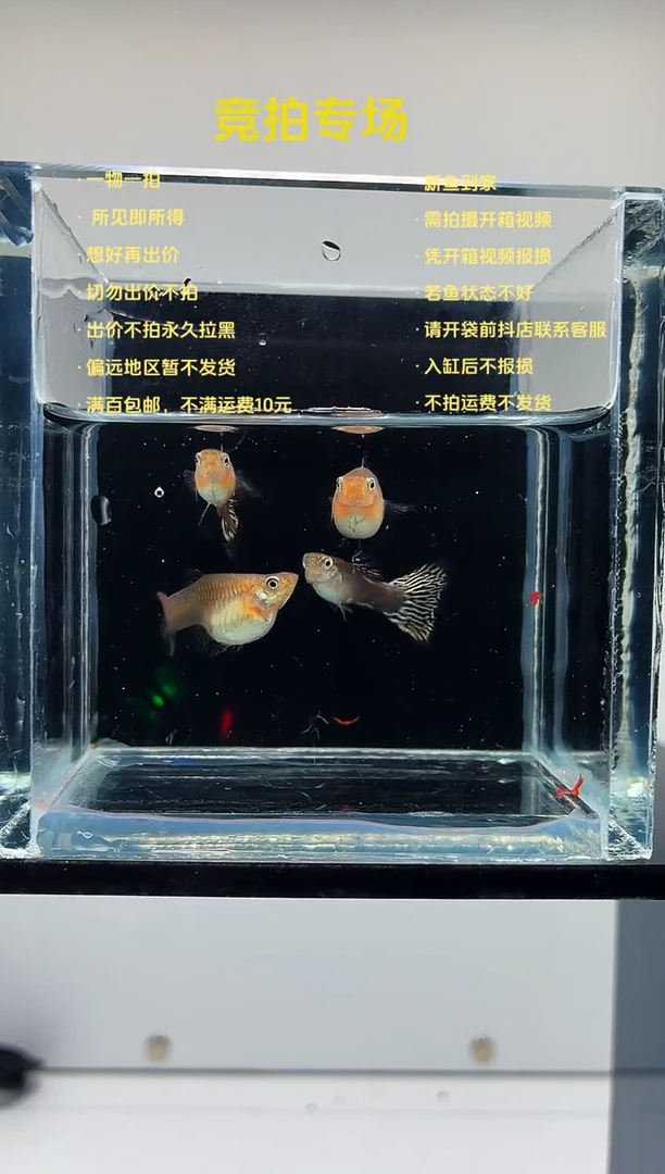 烟花短体两对-13