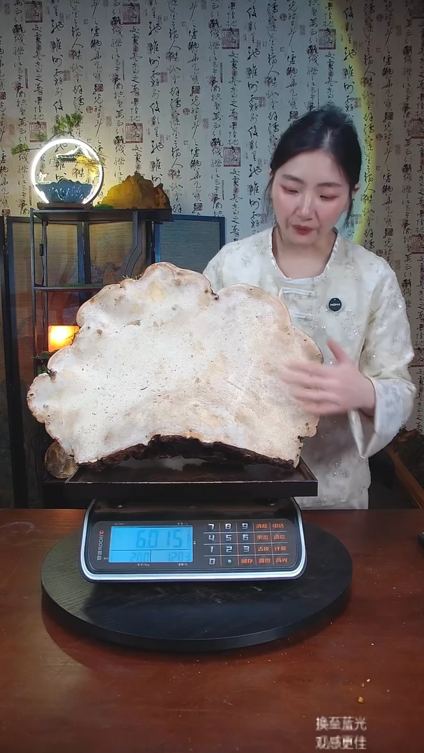 红缘拟层孔菌中国大陆【藏区 野生】红缘树舌（12.03斤）130-140年份