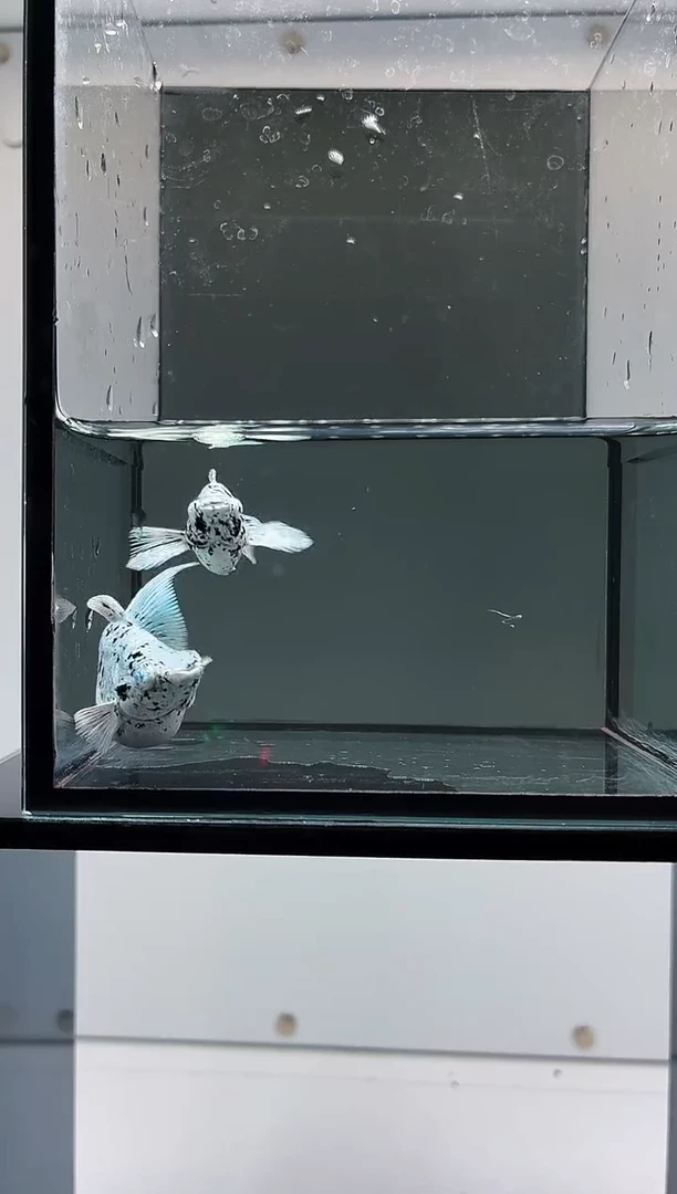 孔雀鱼原线奶牛钻眼一对