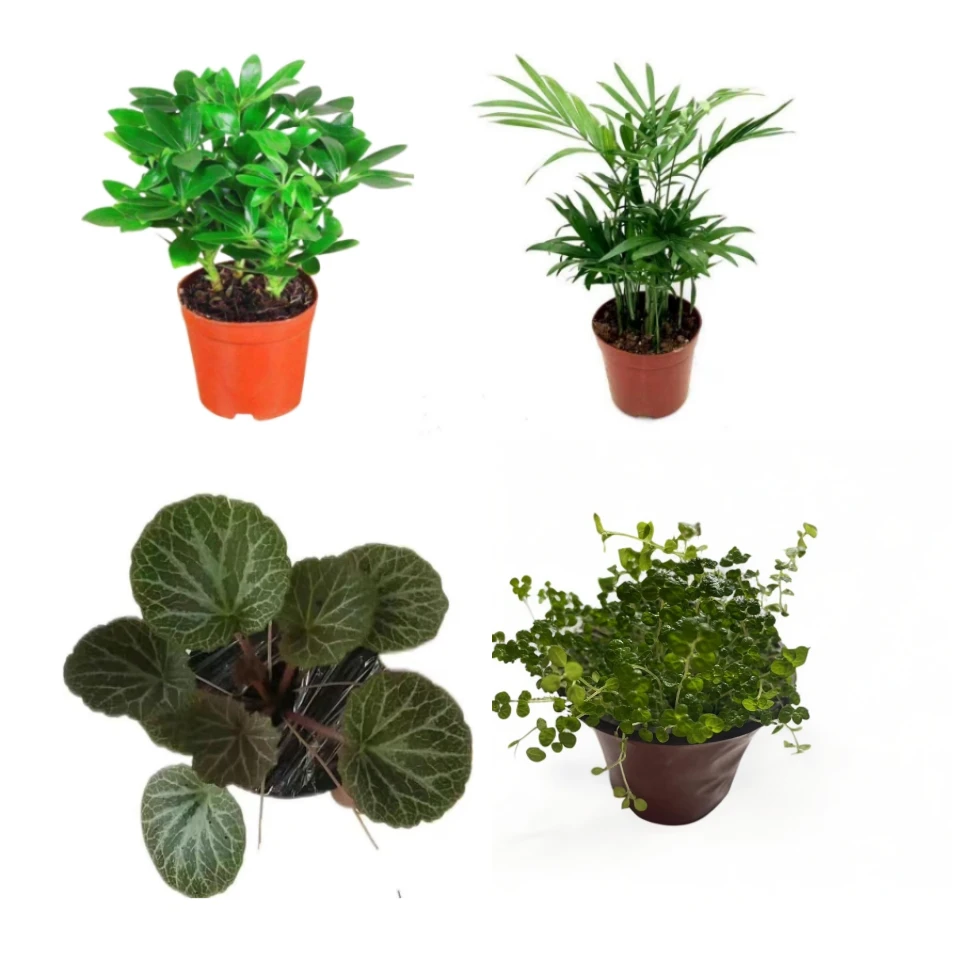 吸水石绿植上水石盆景专用绿植雨林造景生态缸鱼缸水培土培小植物