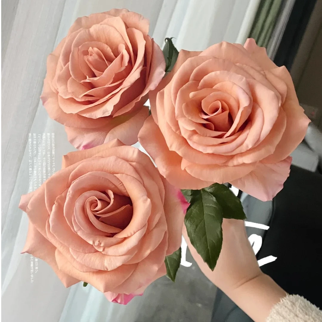 莫泊，一单京东冷链包邮，两单升级顺丰冷链包邮【花燃玫瑰】