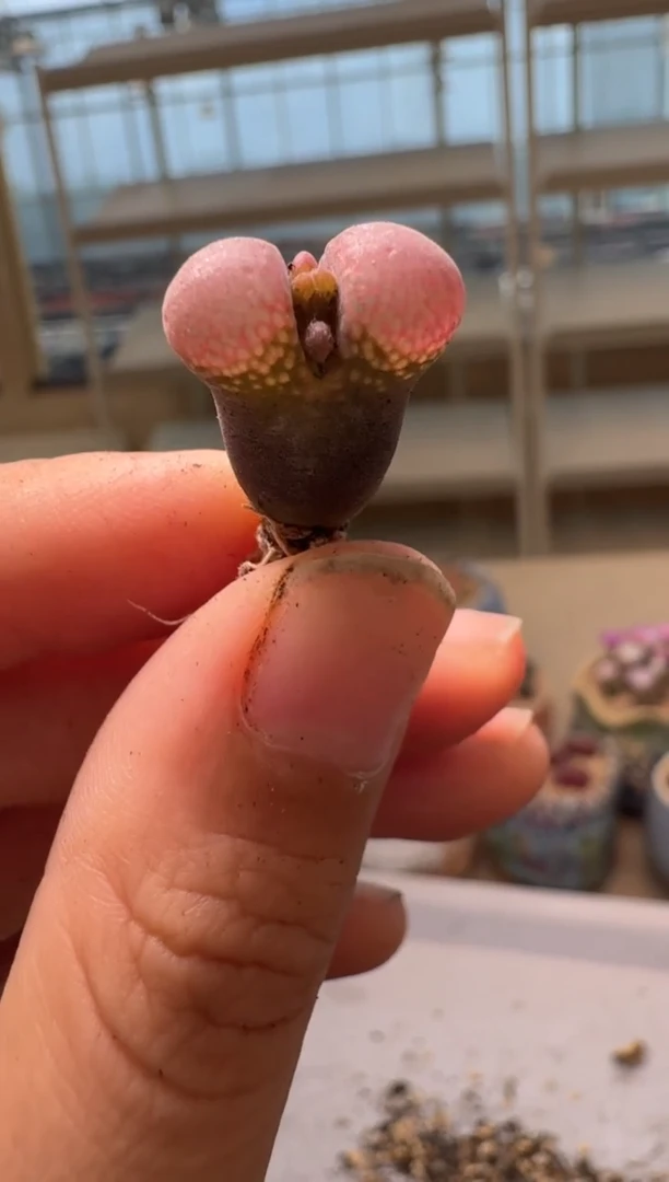 28-102多肉植物肉锥