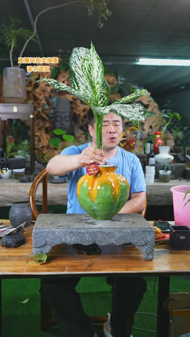 当前无花栽培后可以开花暴风雪268