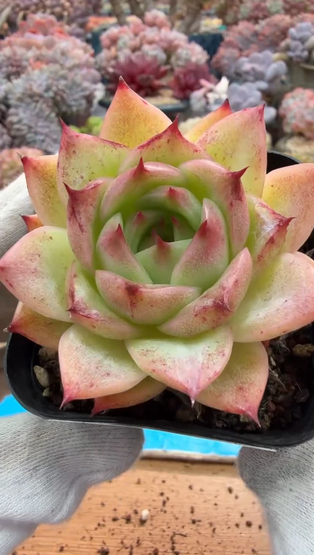 东云多肉园二店-351