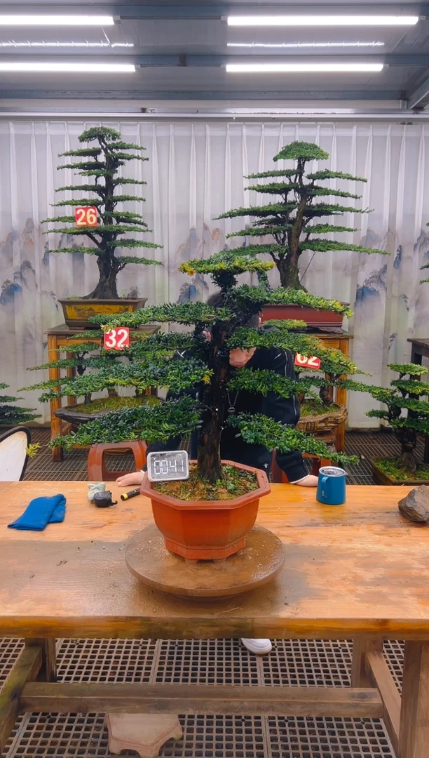 无花朵精品盆景直播间一物一拍