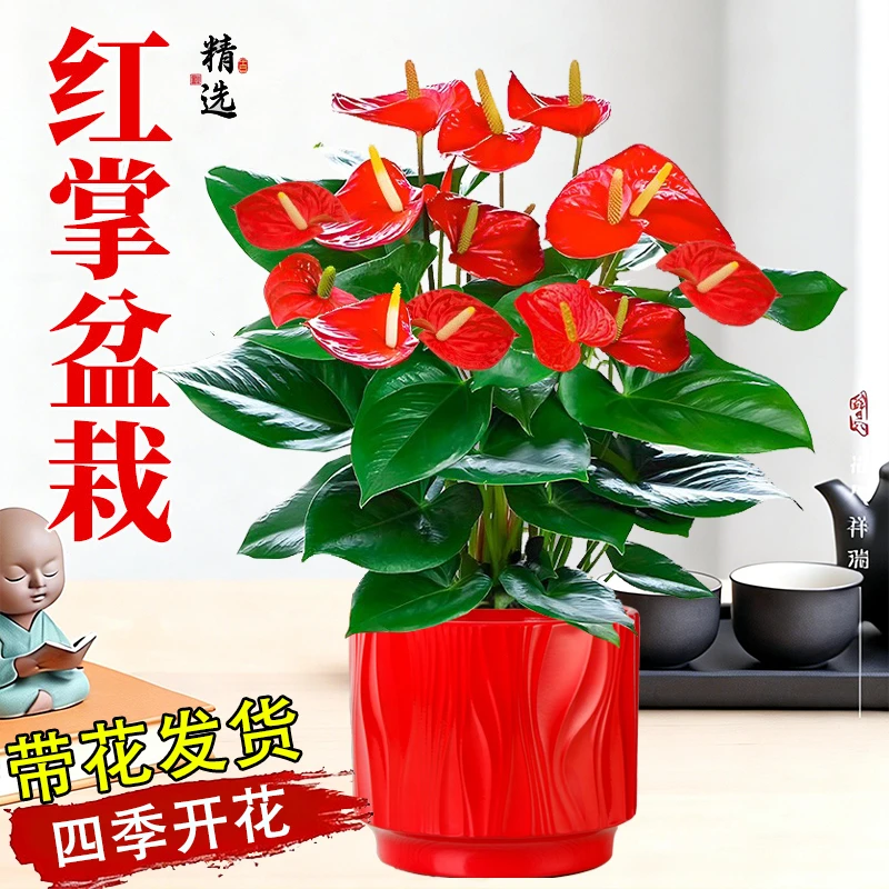 红掌盆栽土水培花卉客厅植物室内送礼绿植好养活鸿运当头四季开花