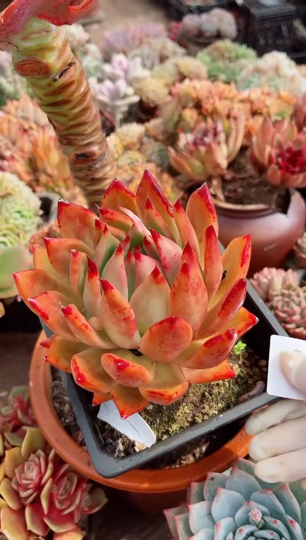 【闪购商品】08227