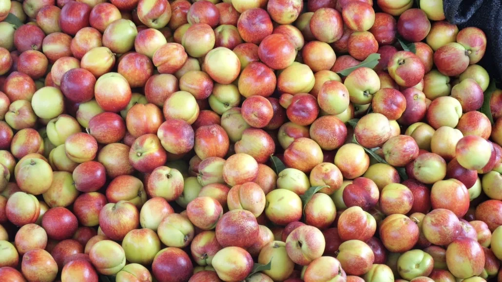 顺丰包邮，新鲜采摘，中国桃之乡，湖北枣阳油桃红桃，露天种植