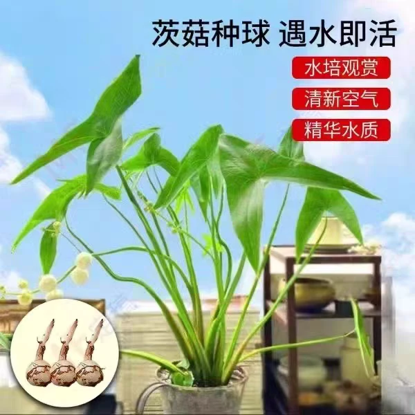 慈姑种球水培植物鱼缸造景水族装饰水草观赏花苞净化水质阳台水景