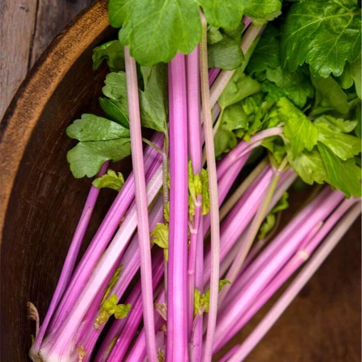 【水果红芹菜种子】紫衣仙子香芹种子实芹红芹四季播阳台盆栽蔬菜