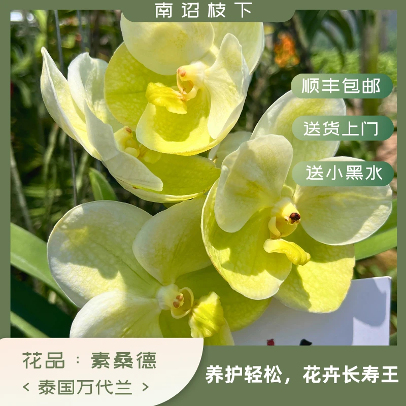 【南诏一级】素桑德 万代兰，翠绿瓣似碧玉，白边若霜纱轻覆