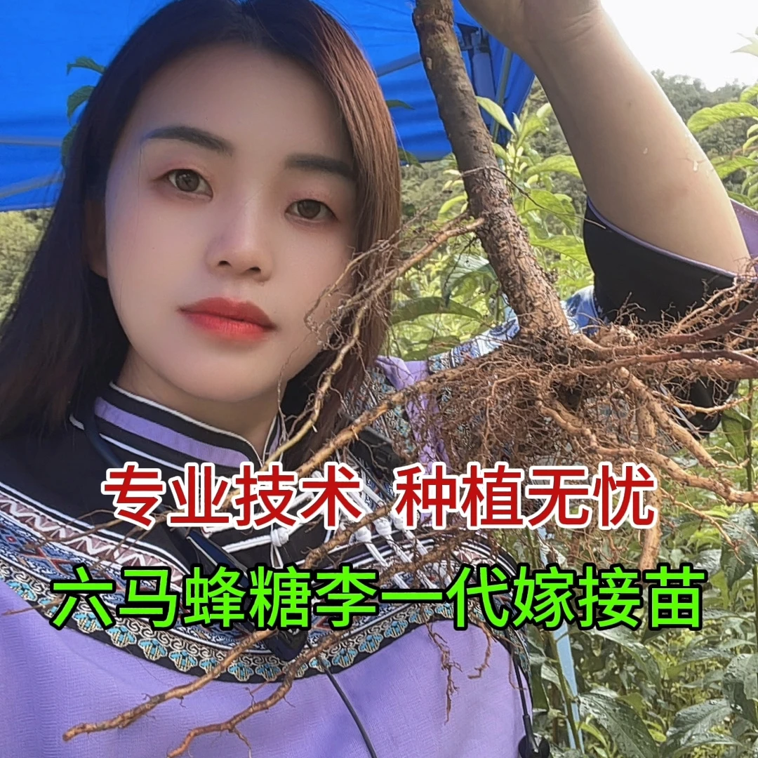 乾益果贵州六马蜂糖李一代嫁接苗 基地直发 送技术