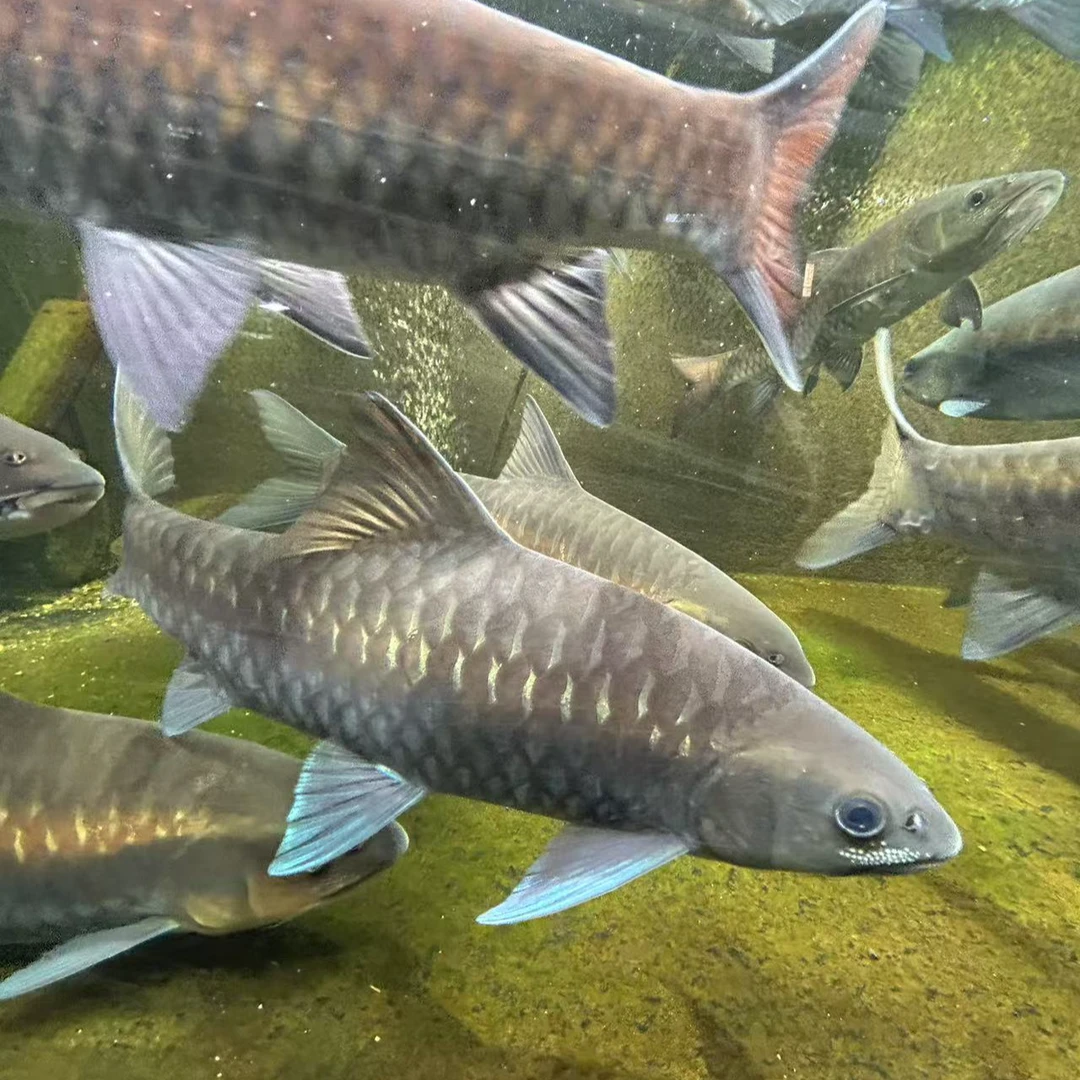 异口蓝吉罗吉罗鱼蓝吉罗活体鱼