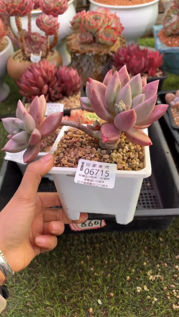 【闪购商品】06715