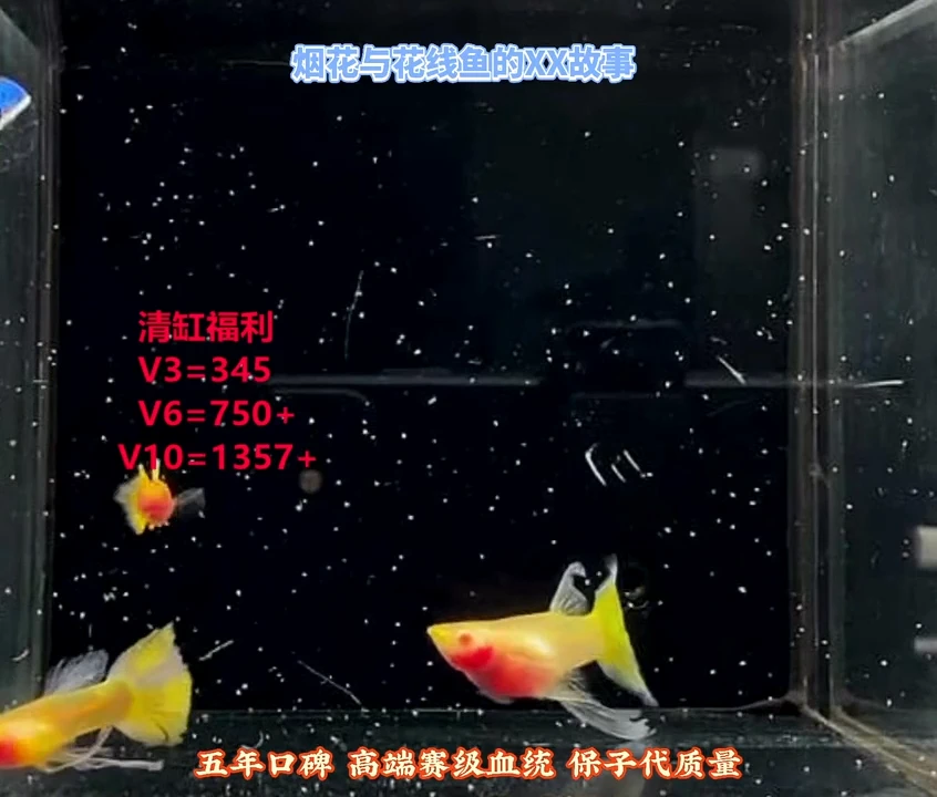 孔雀鱼黄金玻璃小绣球压成种鱼福利1对