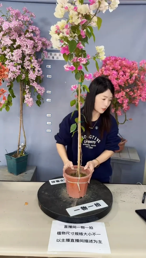 完全开放漳红樱1