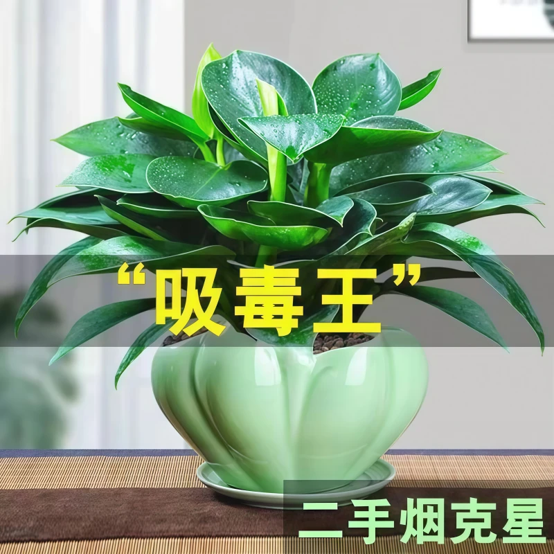 金钻绿公主客厅办公桌面摆放花卉绿植水培绿植盆栽苗室内净化空气