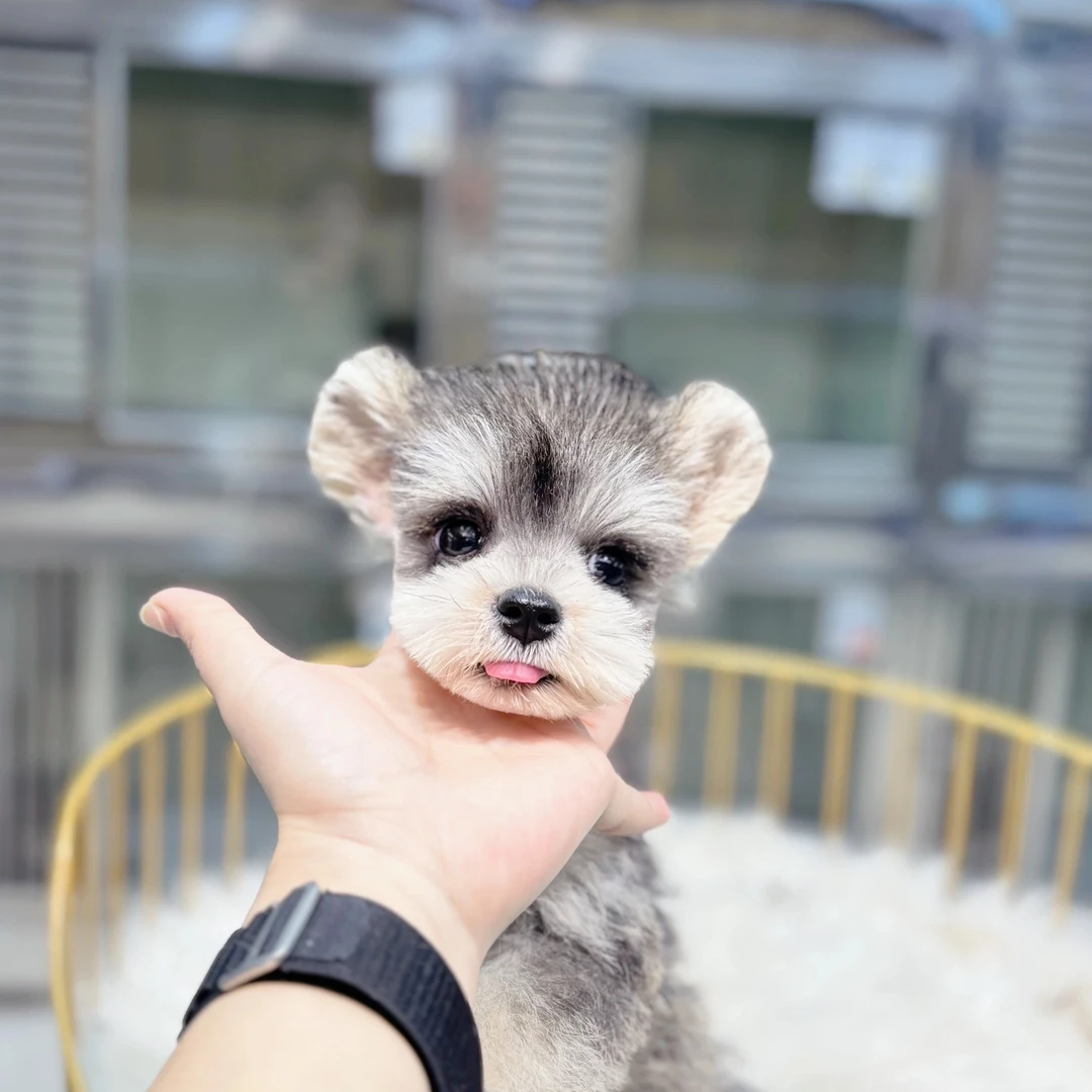 【胖虎家雪纳瑞】宠物活体幼体保障链接雪纳瑞小狗