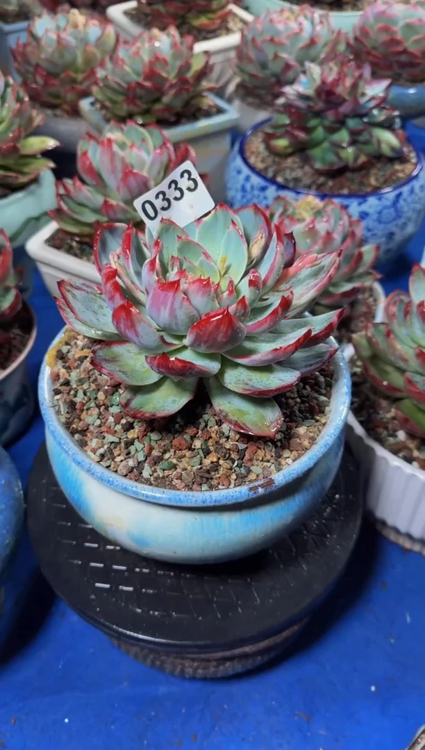 【闪购商品】A0333惊鸿仙子