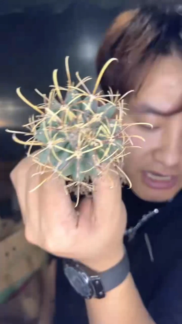 3颗 实生根 黑罗刹 4-6cm