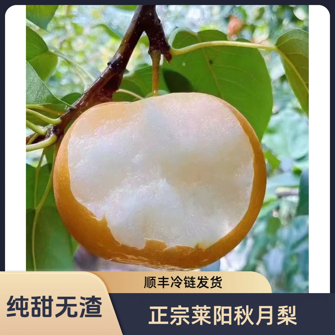 【顺丰冷链】山东莱阳秋月梨新鲜冰糖脆甜梨当季水果秋月梨现摘