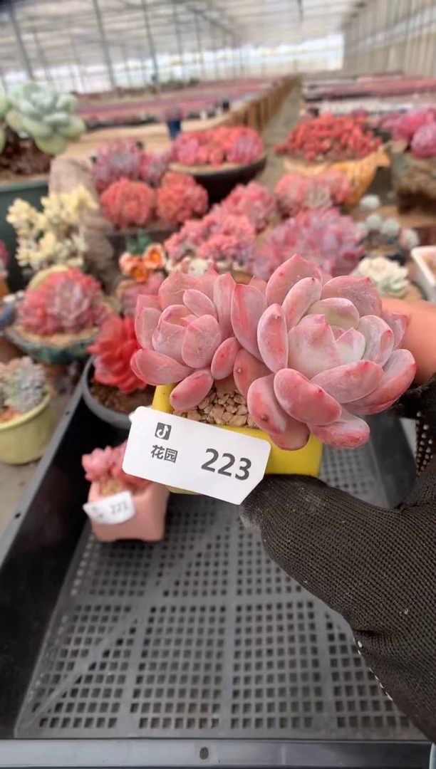 223雪天使一物一拍